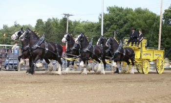Draft Horse Show thunders into its tenth year