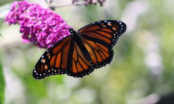 Milkweeds and Monarchs