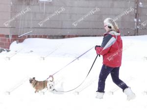 snow.caryn.dog.walking