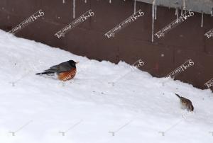 snow.robin
