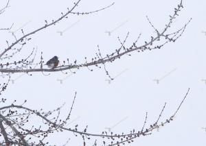snow.robin.tree
