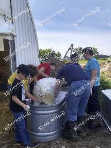 Herrig.sheep bath